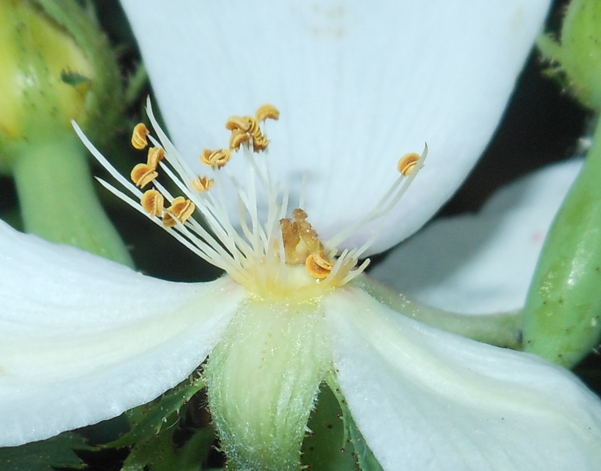 Rosa nitidula Besser
